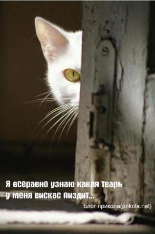 http://cs352.vkontakte.ru/u19129154/45988253/x_e8e506ca.jpg